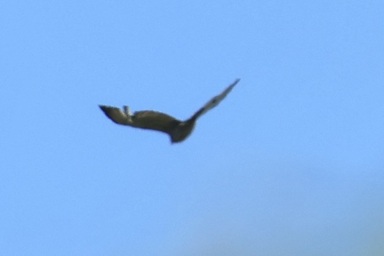 Buteo sp. - ML636510844