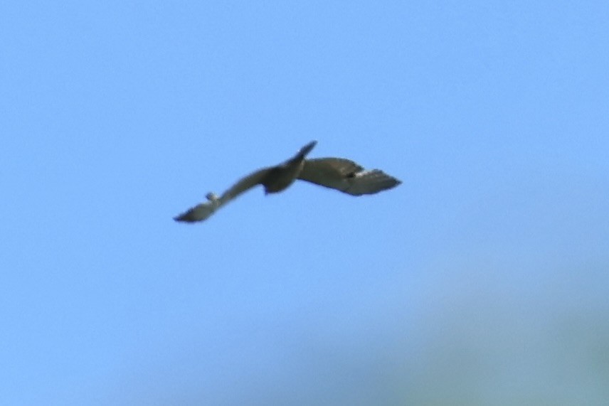 Buteo sp. - ML636510845