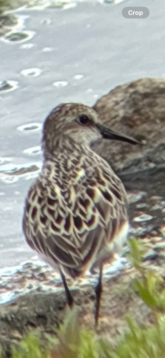 Semipalmated Sandpiper - ML636510870