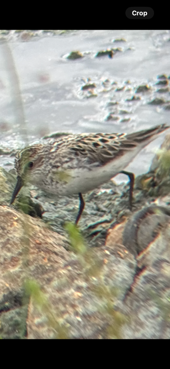 Semipalmated Sandpiper - ML636510871