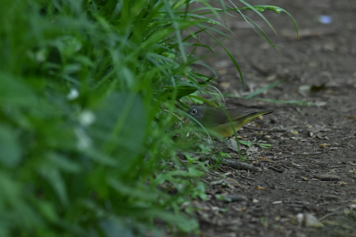 Connecticut Warbler - ML636510893