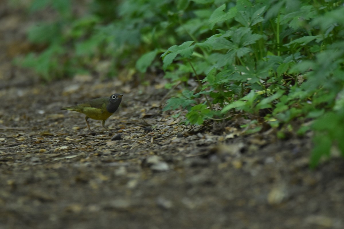 Connecticut Warbler - ML636510930