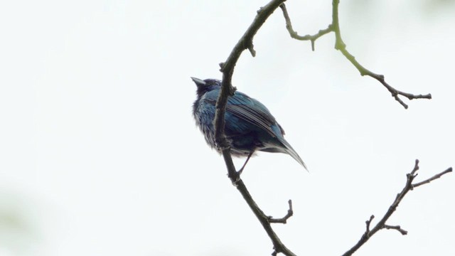 Indigo Bunting - ML636510949
