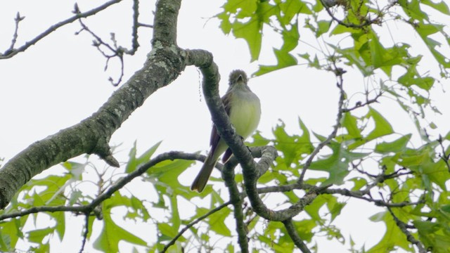Great Crested Flycatcher - ML636510968