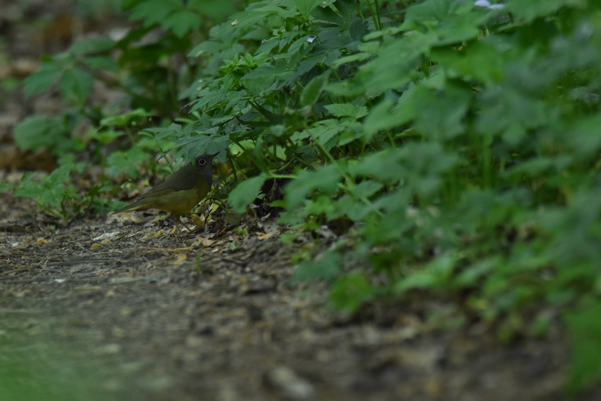 Connecticut Warbler - ML636511017