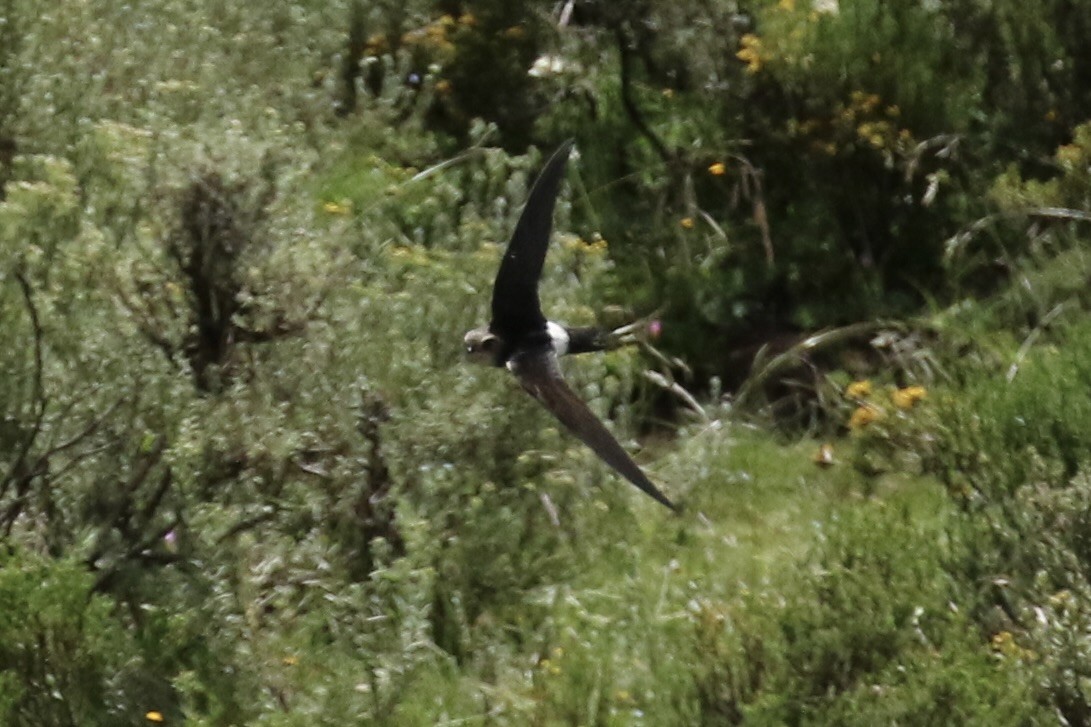 Horus Swift - ML636511031