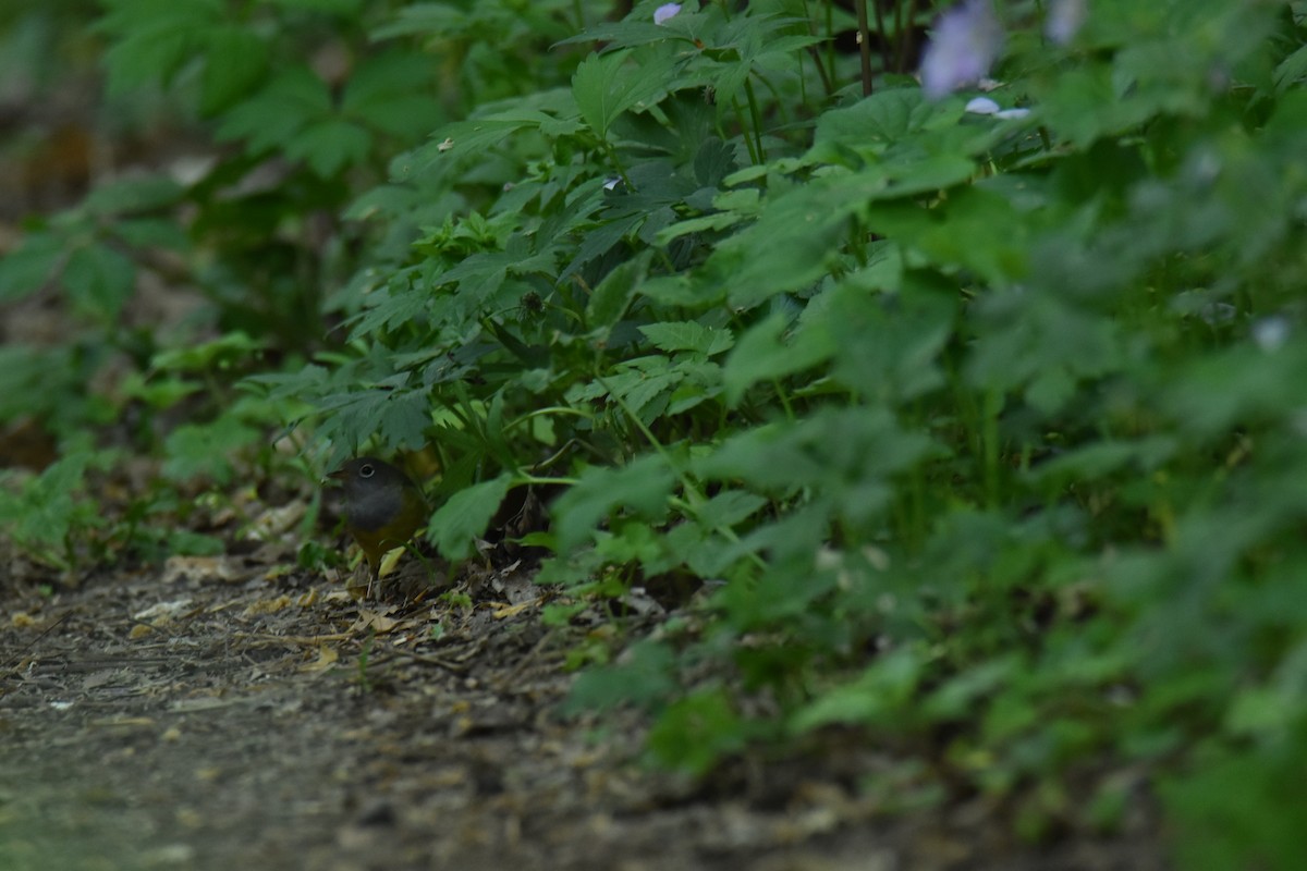 Connecticut Warbler - ML636511033