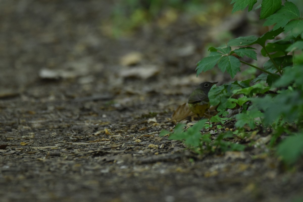 Connecticut Warbler - ML636511070