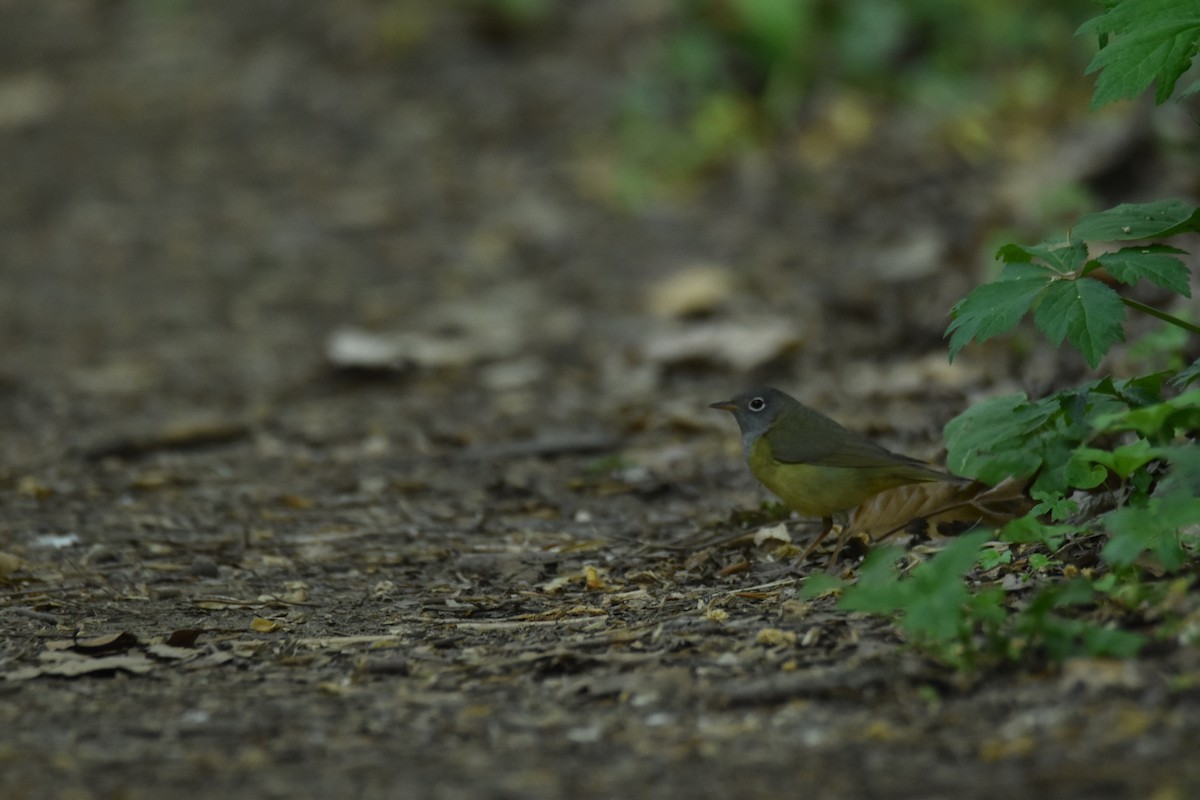 Connecticut Warbler - ML636511097