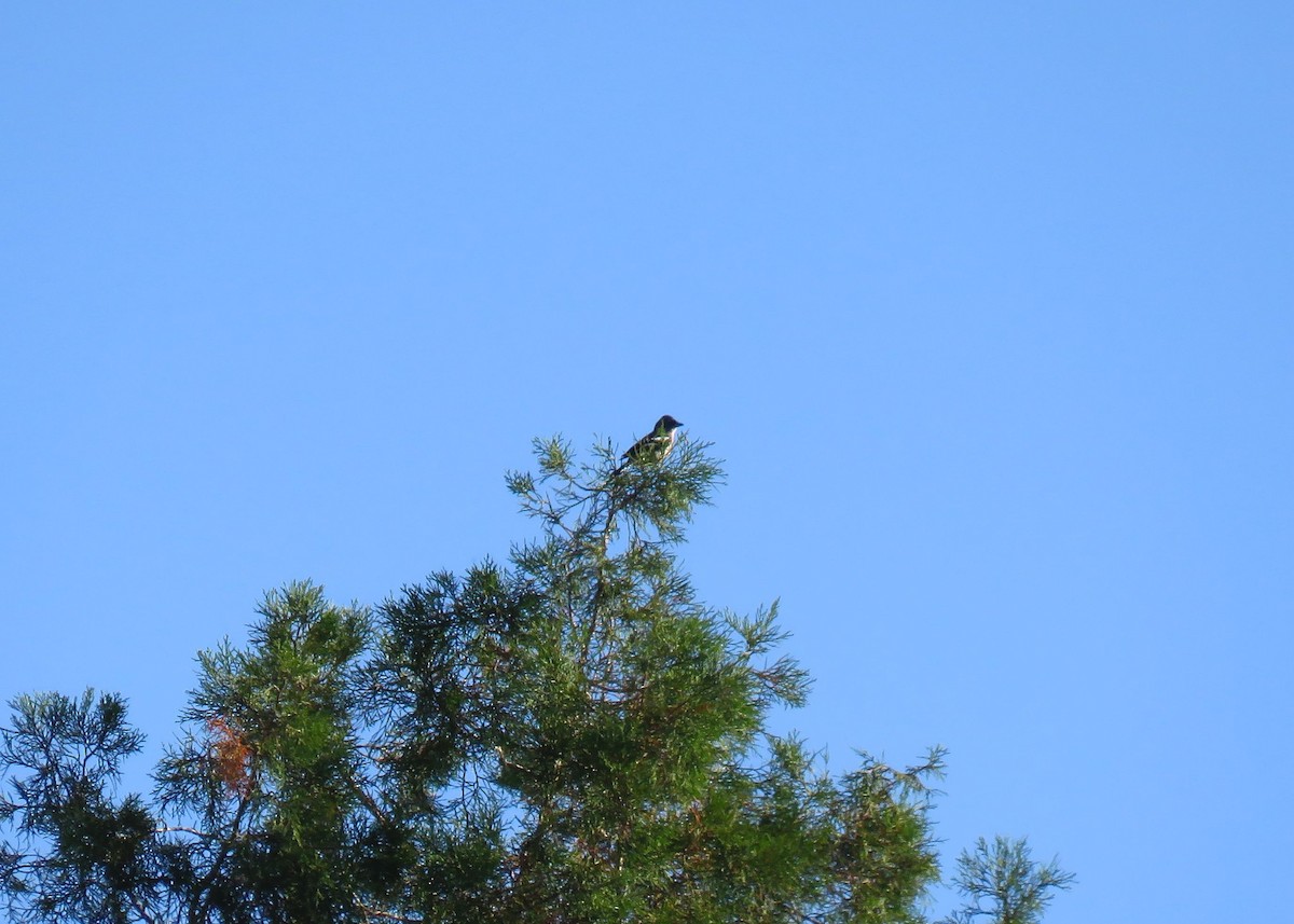 African Chaffinch (African) - ML636511117