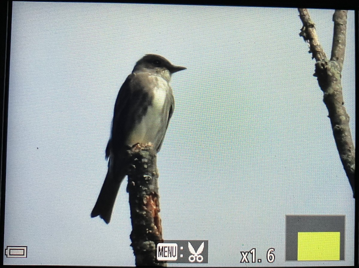 Olive-sided Flycatcher - ML636511127