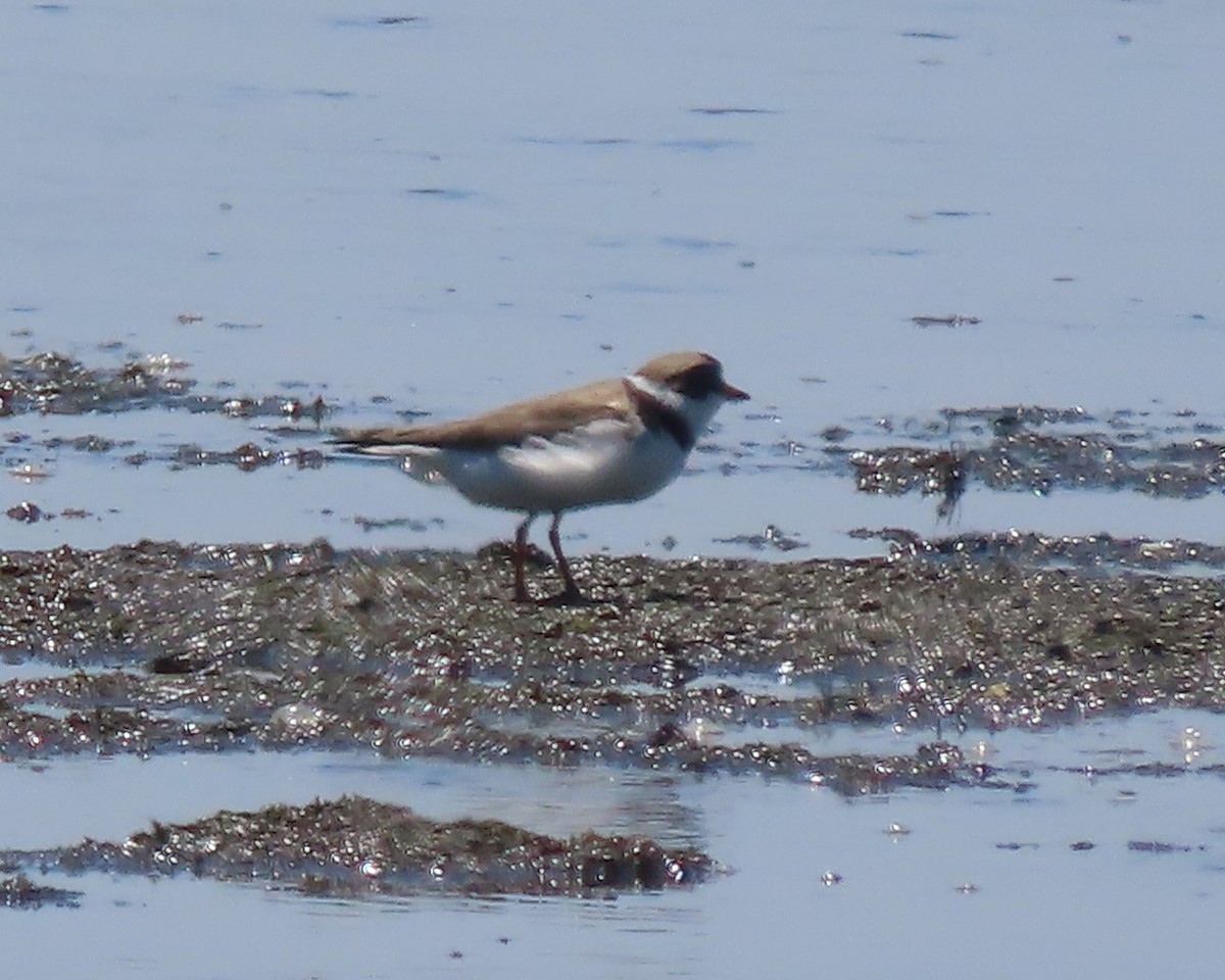 Semipalmated Plover - ML636511144