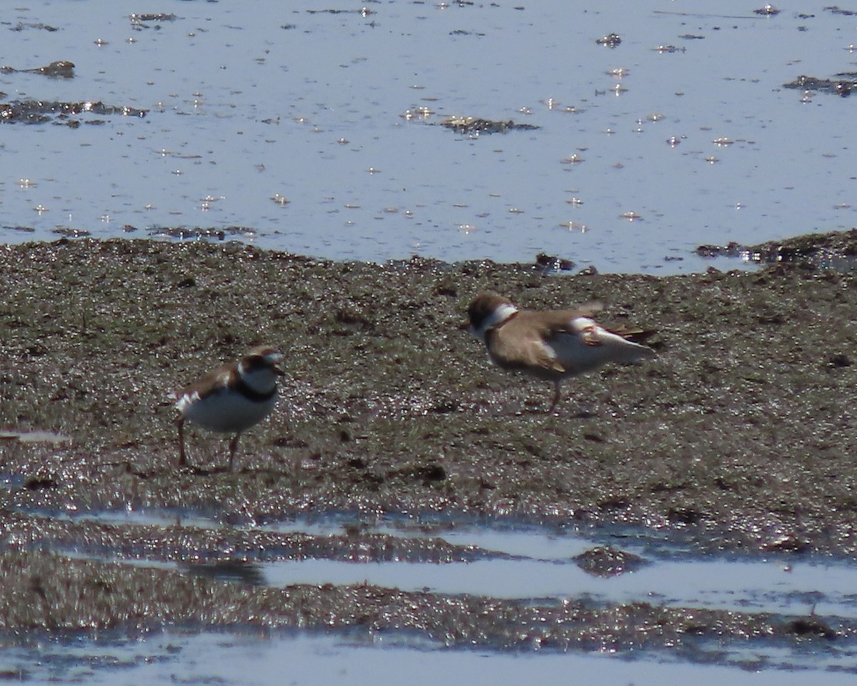 Semipalmated Plover - ML636511145