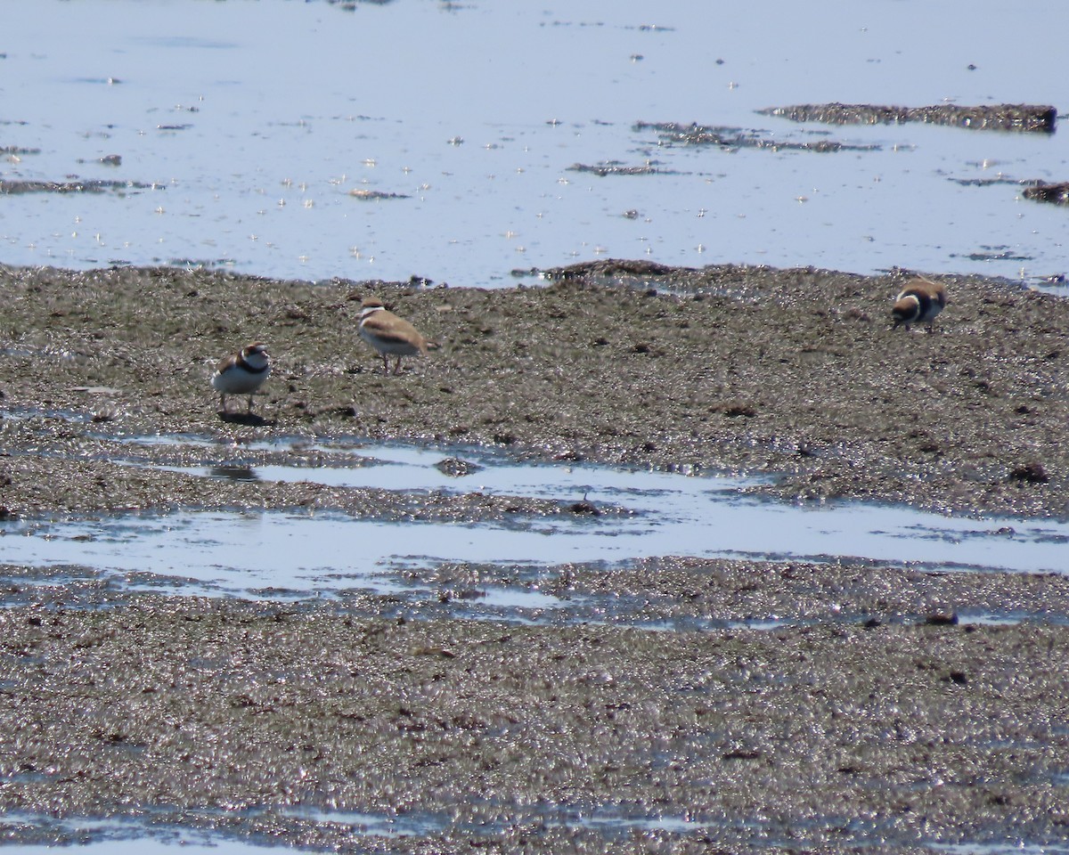 Semipalmated Plover - ML636511148