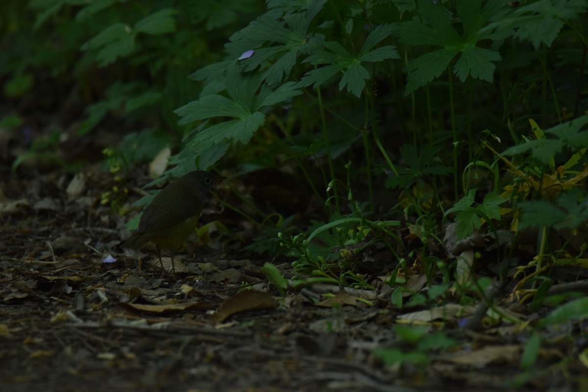 Connecticut Warbler - ML636511178