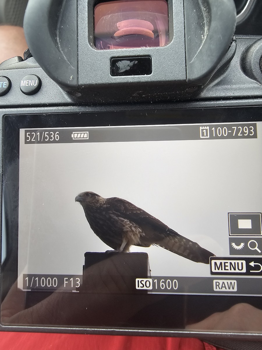 Yellow-headed Caracara - ML636511182