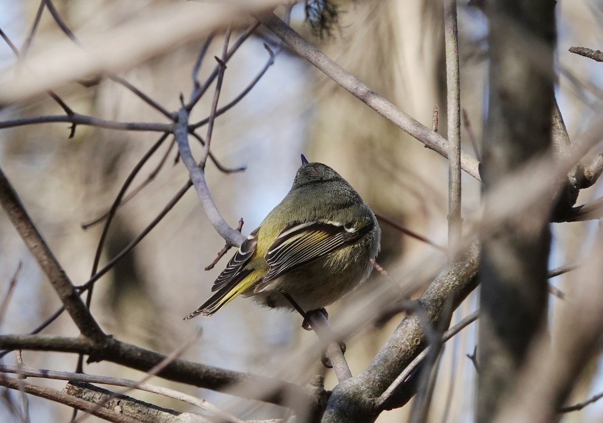 Ruby-crowned Kinglet - ML636511238