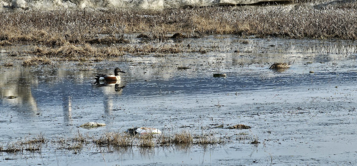 Халбага нугас - ML636511306