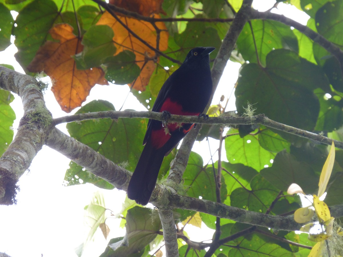 Red-bellied Grackle - ML636511322