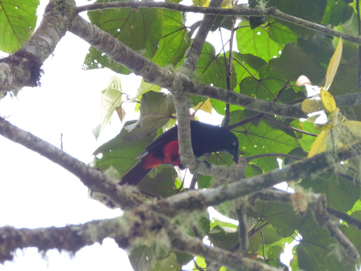 Red-bellied Grackle - ML636511323