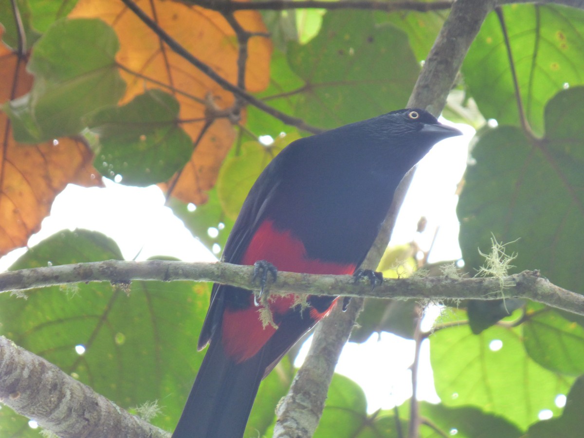 Red-bellied Grackle - ML636511324