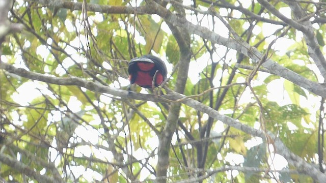 Red-bellied Grackle - ML636511329