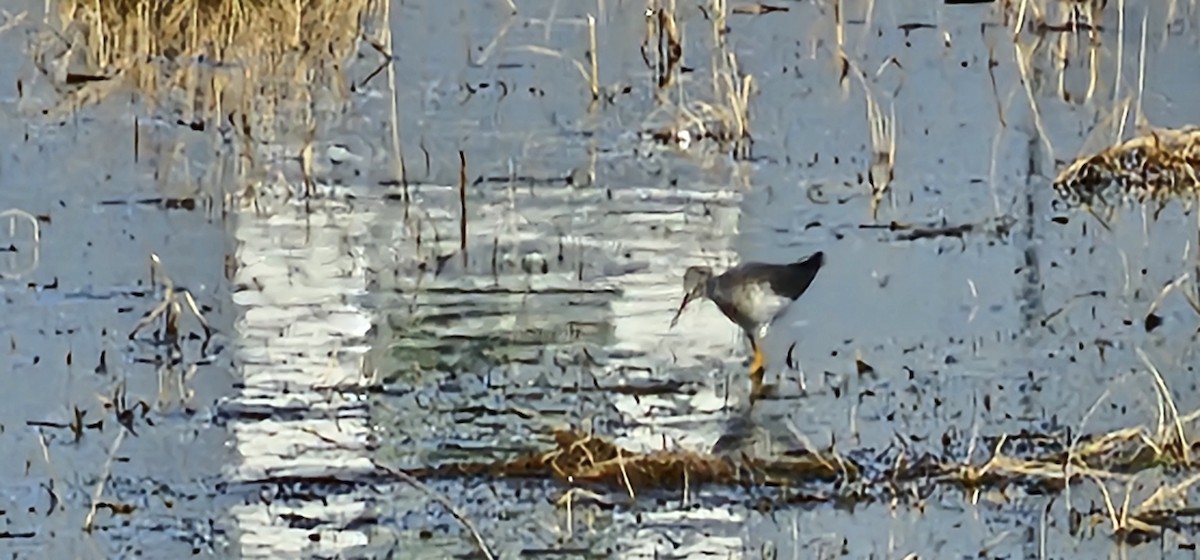 Lesser Yellowlegs - ML636511365