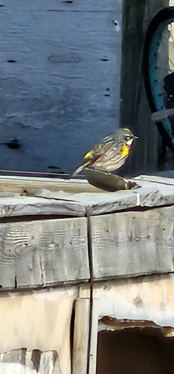 Yellow-rumped Warbler - ML636511388