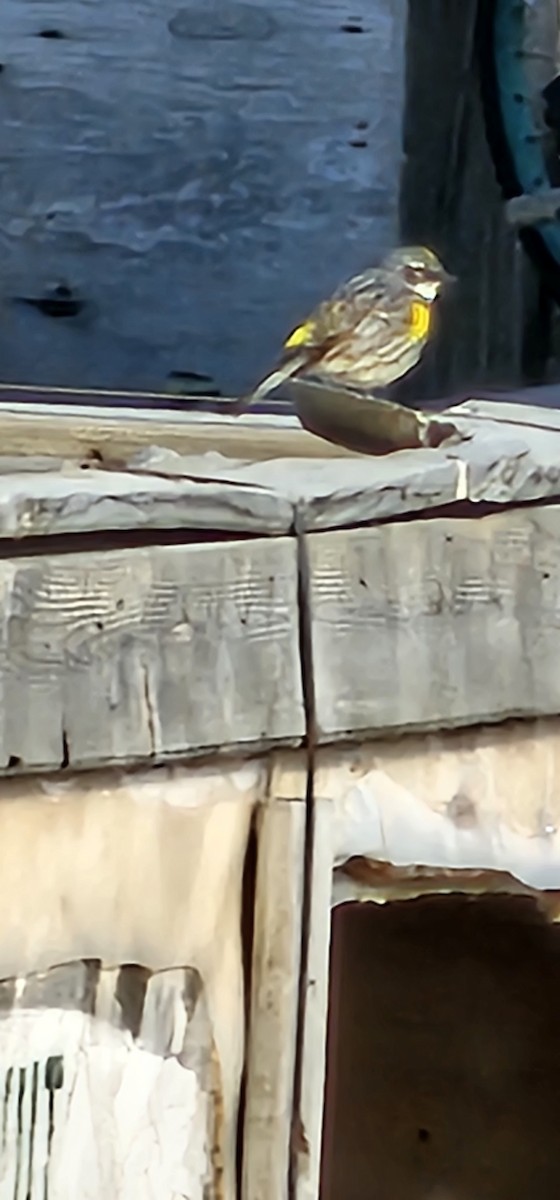 Yellow-rumped Warbler - ML636511389