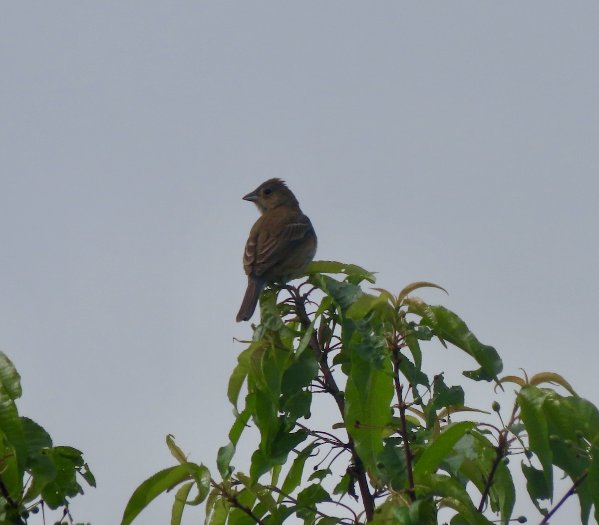 Indigo Bunting - ML636511540