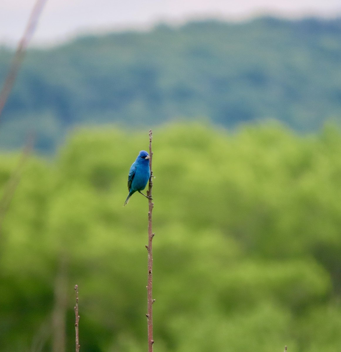 Indigo Bunting - ML636511541