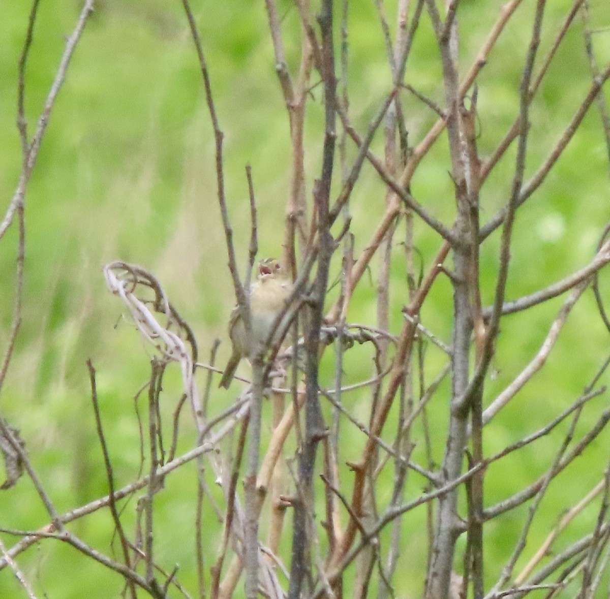 Grasshopper Sparrow - ML636511556