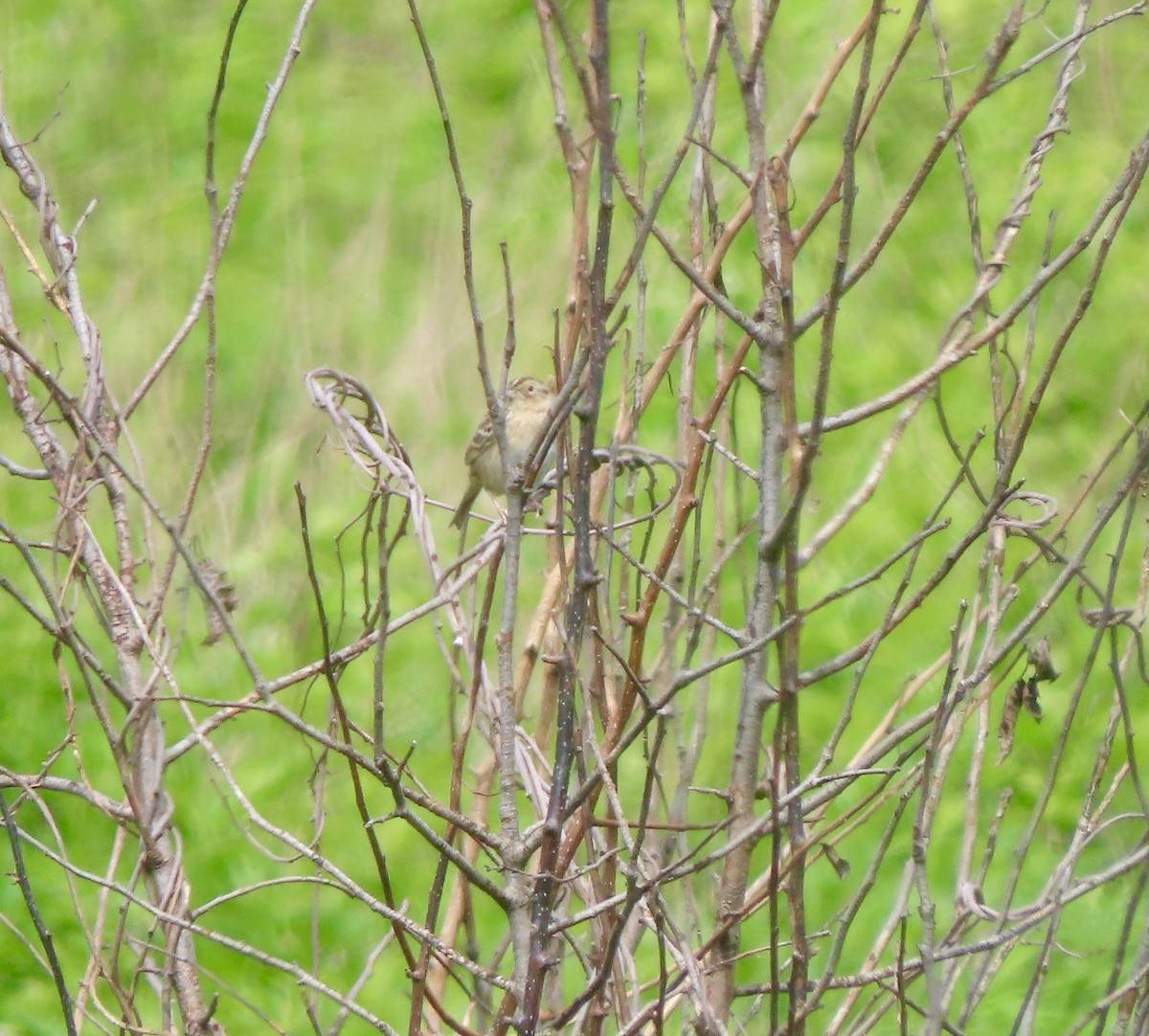 Grasshopper Sparrow - ML636511557