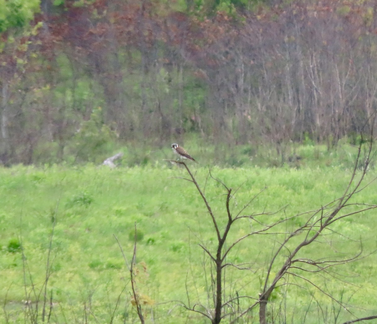 American Kestrel - ML636511617