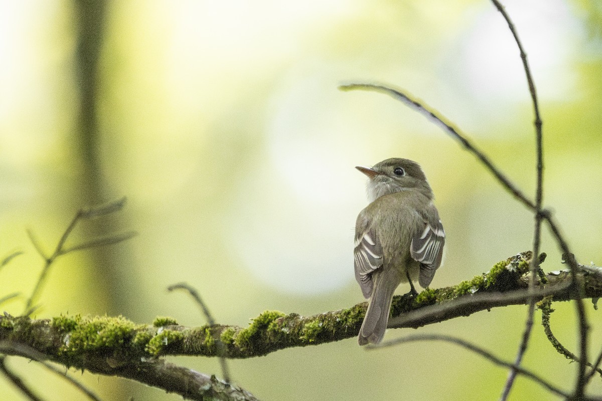 Least Flycatcher - ML636511648