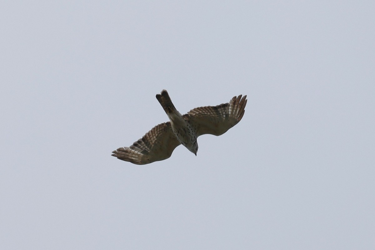Broad-winged Hawk - ML636511773