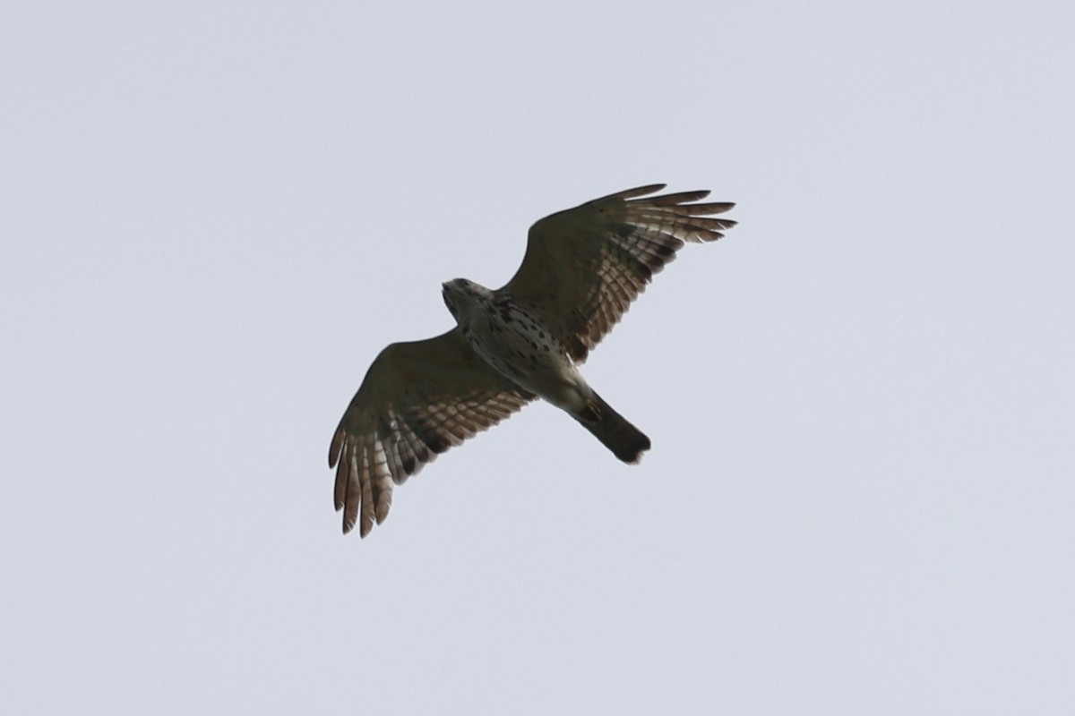 Broad-winged Hawk - ML636511774