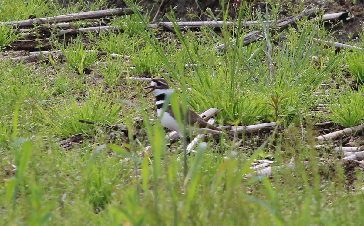 Killdeer - ML636511791