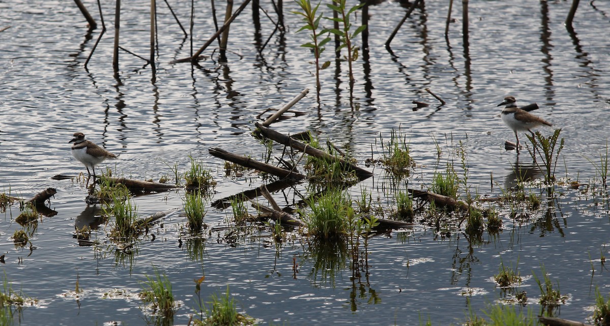 Killdeer - ML636511794