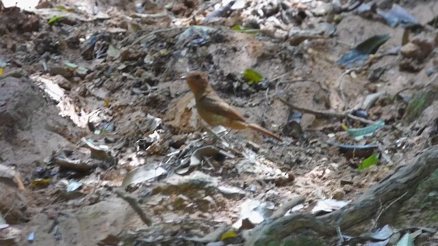 Rufous Mourner - ML636511838