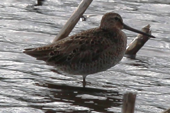 Short-billed Dowitcher (griseus) - ML636511841