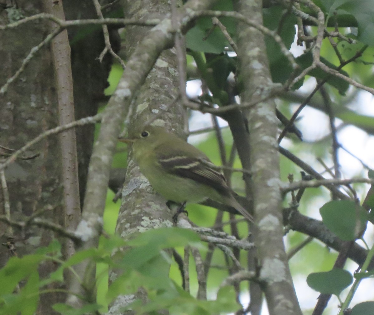 Yellow-bellied Flycatcher - ML636511860