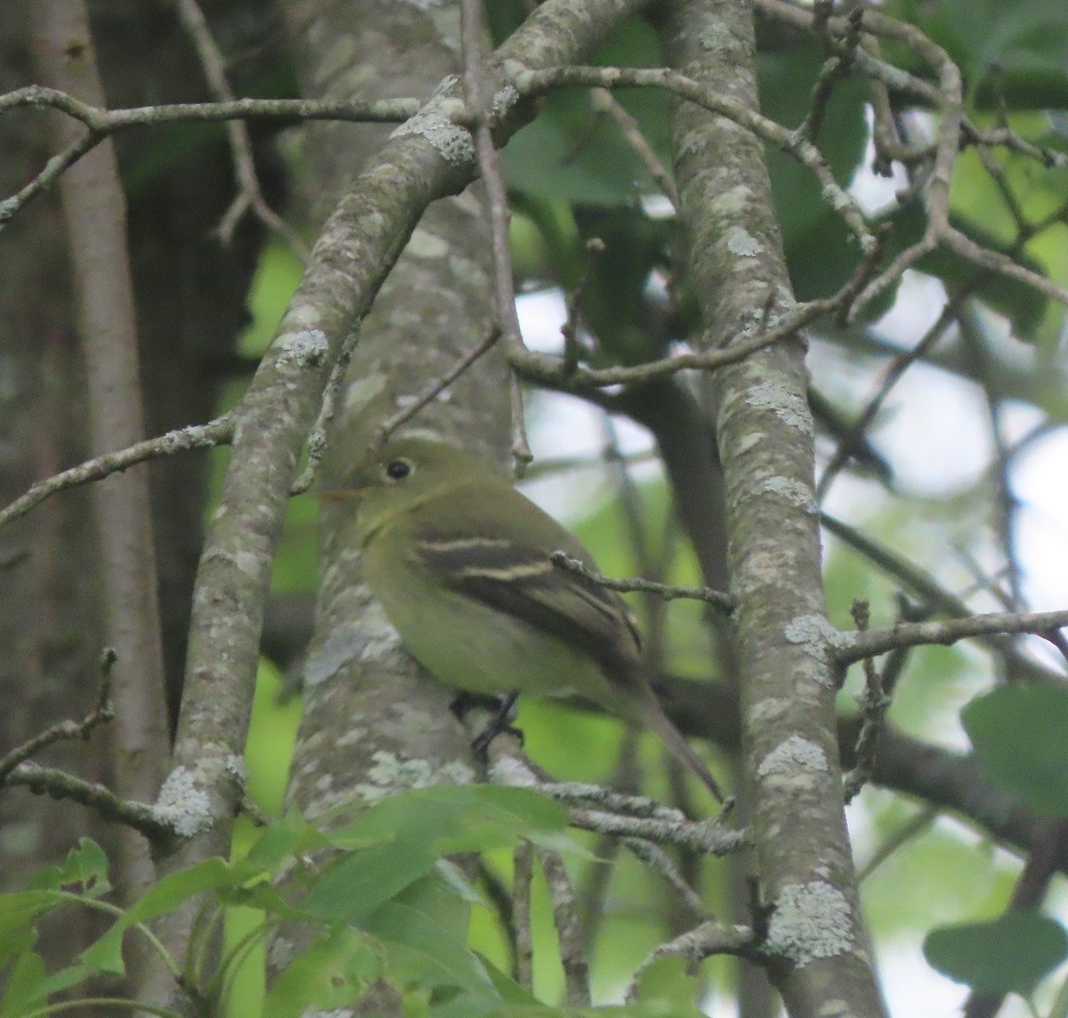 Yellow-bellied Flycatcher - ML636511861