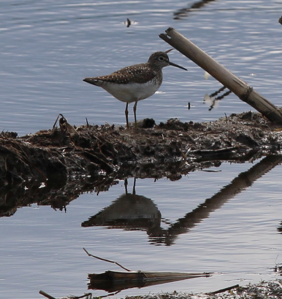 Solitary Sandpiper - ML636511864