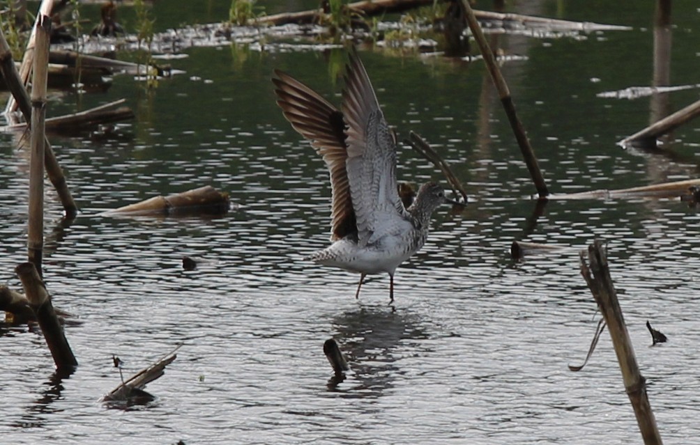 Lesser Yellowlegs - ML636511880