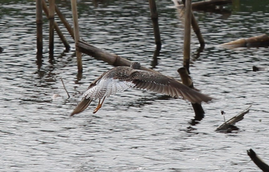 Lesser Yellowlegs - ML636511881
