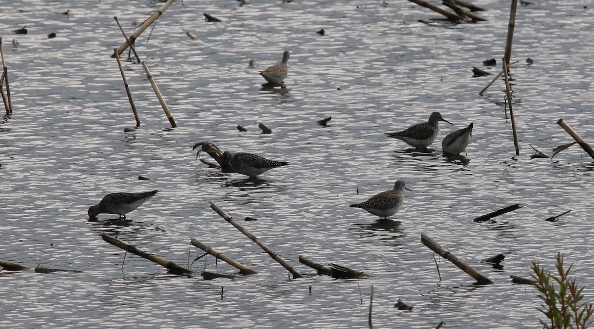 Lesser Yellowlegs - ML636511882