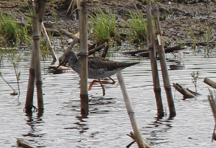 Greater Yellowlegs - ML636511892