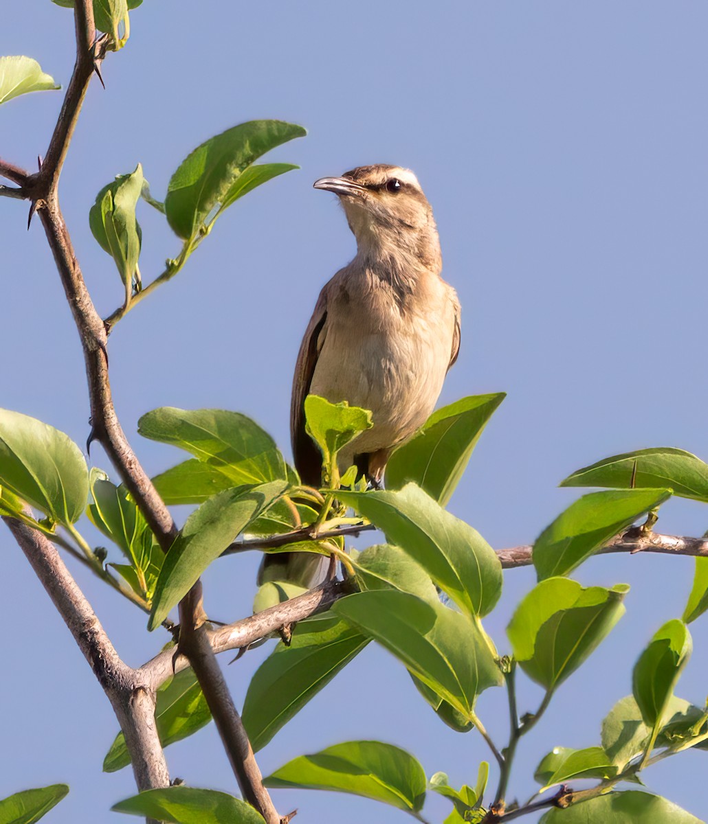 Kalahariheckensänger - ML636511940