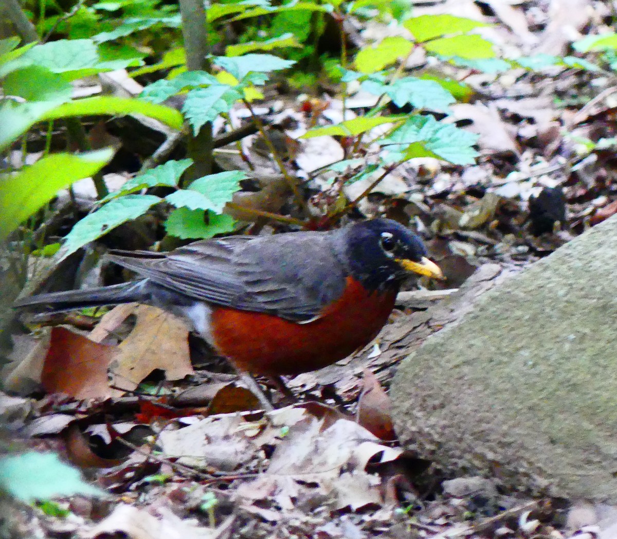 American Robin - ML636511948